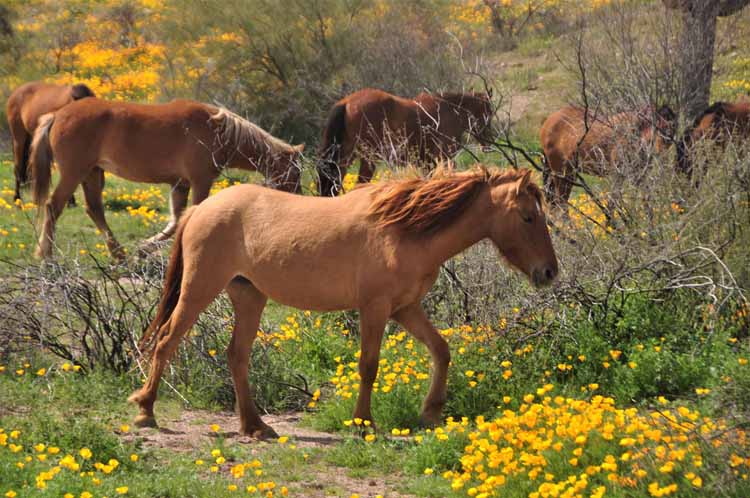 mustangs